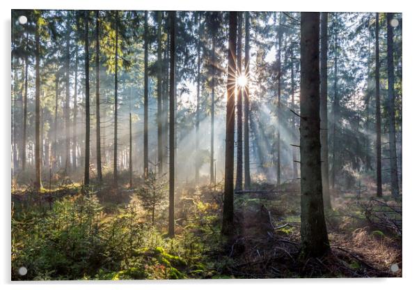 Sunbeams in Pine Forest Acrylic by Arterra 