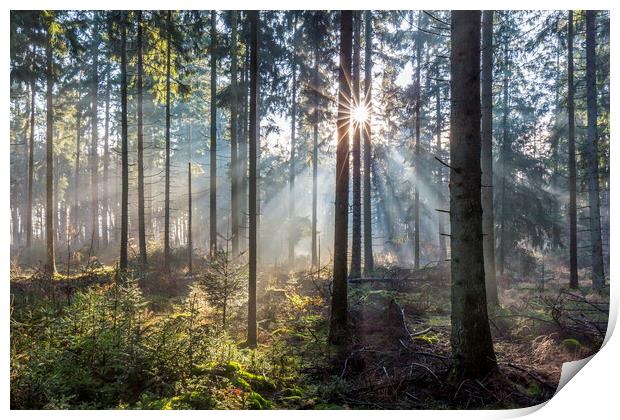 Sunbeams in Pine Forest Print by Arterra 