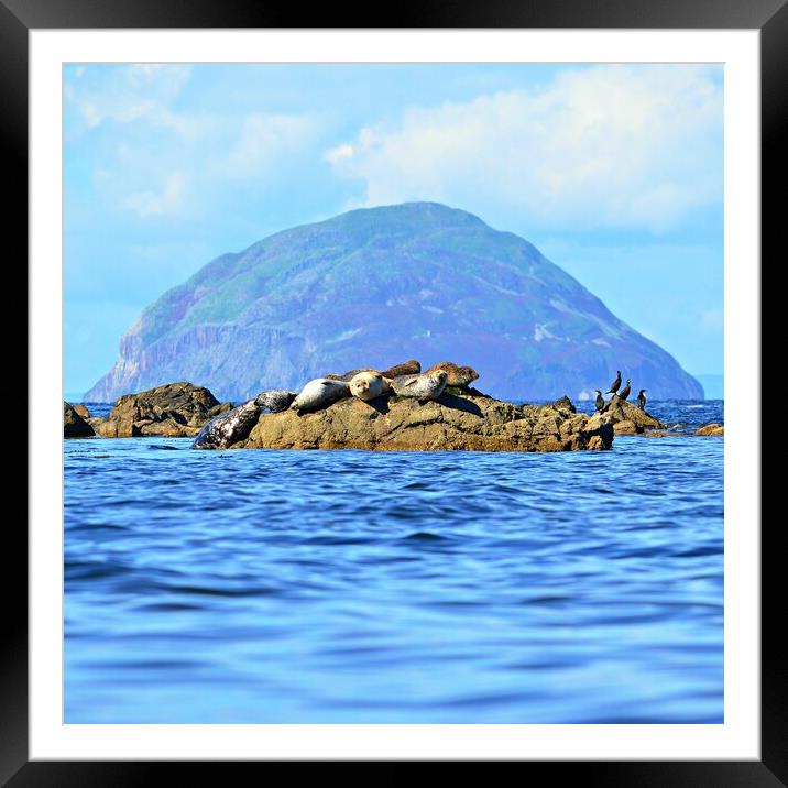 Ayrshire`s grey seals resting, Lendalfoot Framed Mounted Print by Allan Durward Photography