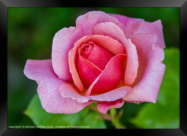 Pink Rose Framed Print by Richard Ashbee