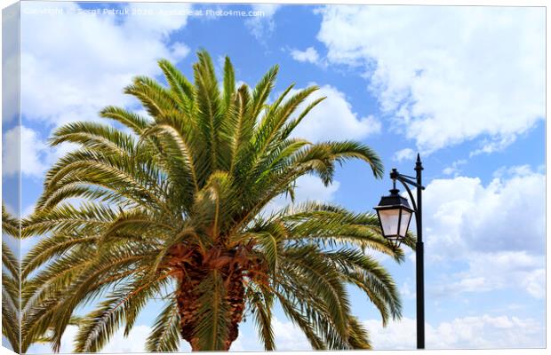 The top of a large and dense palm tree and a street lamp against a blue cloudy sky. Canvas Print by Sergii Petruk