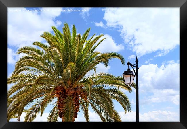 The top of a large and dense palm tree and a street lamp against a blue cloudy sky. Framed Print by Sergii Petruk