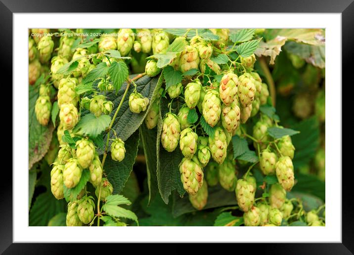 Cones of aromatic hops hang down in dense racemes. Framed Mounted Print by Sergii Petruk