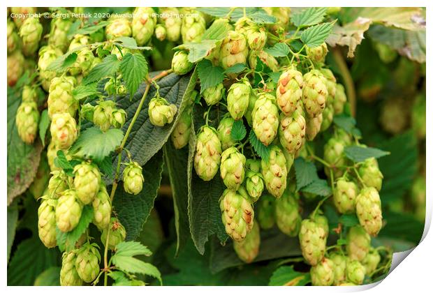 Cones of aromatic hops hang down in dense racemes. Print by Sergii Petruk
