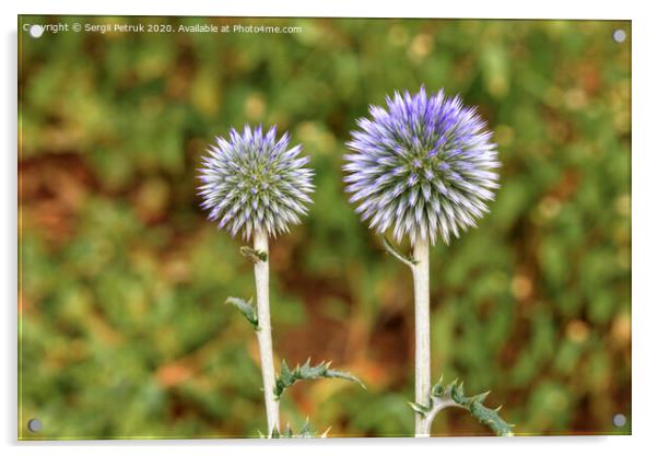 A round flower of a spike of spherical form of lilac color. Acrylic by Sergii Petruk