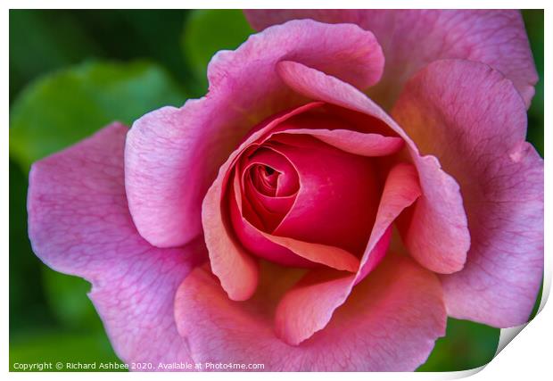 Pink Rose Print by Richard Ashbee
