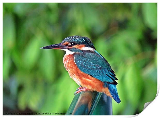 Kingfisher resting on the handrails of a boat in S Print by Karen Noble