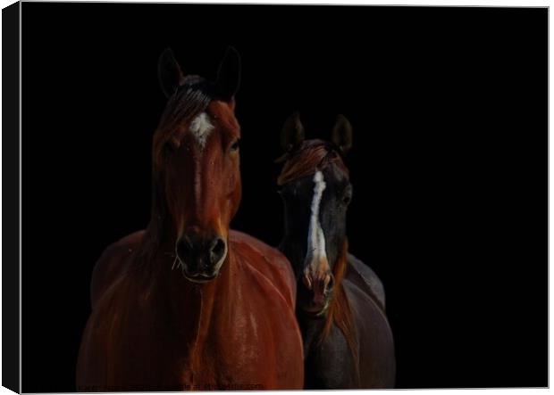 Horse Friends two horses together with blackened b Canvas Print by Karen Noble