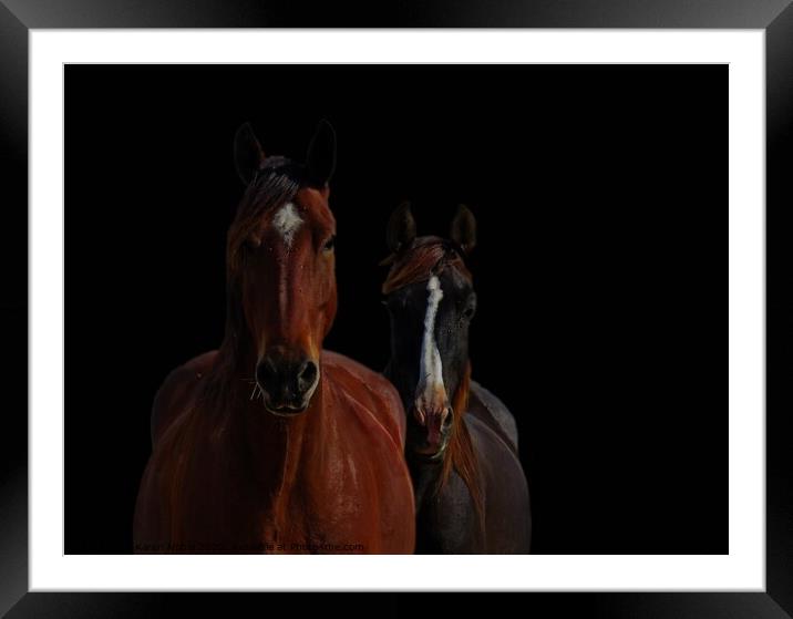 Horse Friends two horses together with blackened b Framed Mounted Print by Karen Noble