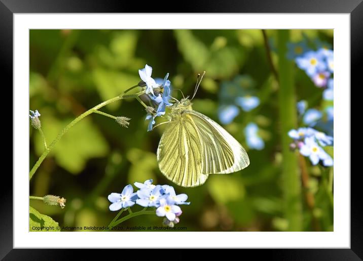 Butterfly on a Plant tree Framed Mounted Print by Adrianna Bielobradek