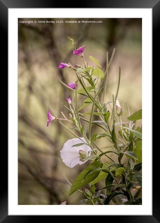 Wild flowers  Framed Mounted Print by Aimie Burley