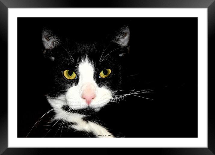 Animal cat Framed Mounted Print by Adrianna Bielobradek