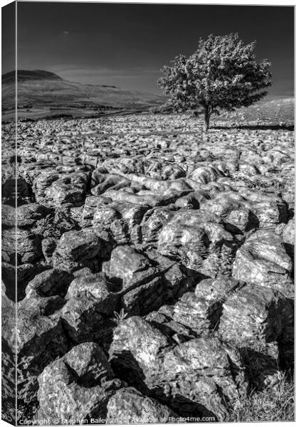 Stepping Stones and Lone Tree Canvas Print by Stephen Bailey