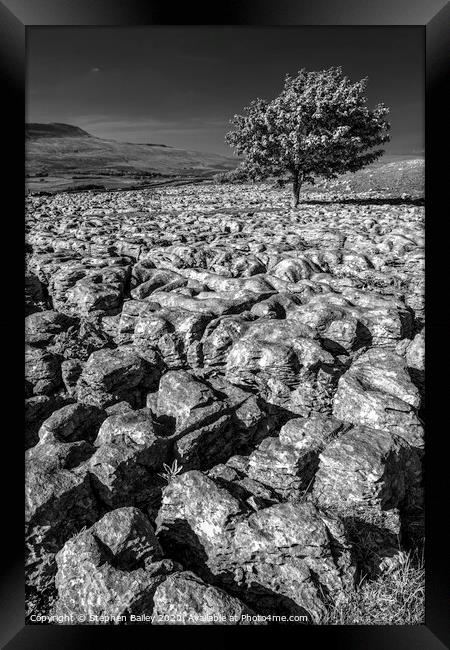 Stepping Stones and Lone Tree Framed Print by Stephen Bailey