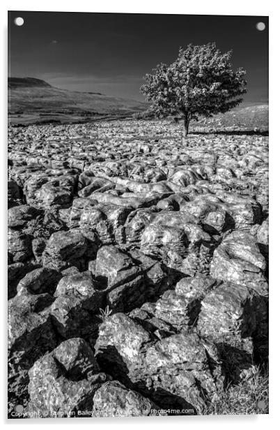 Stepping Stones and Lone Tree Acrylic by Stephen Bailey