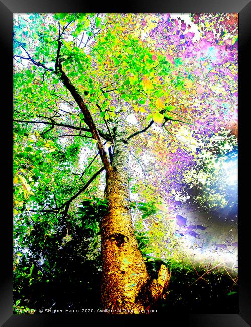 Psychedelic Tree Framed Print by Stephen Hamer