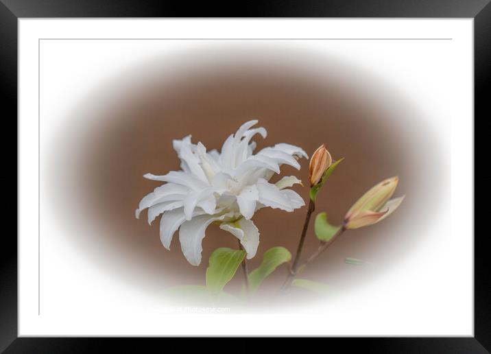 Exquisite Madonna Lily Unveiled Framed Mounted Print by Holly Burgess