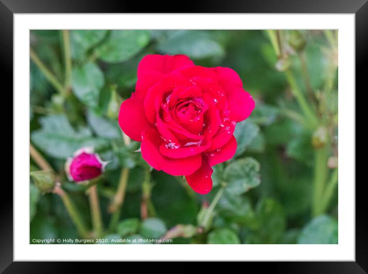 Red Rose, flower Framed Mounted Print by Holly Burgess