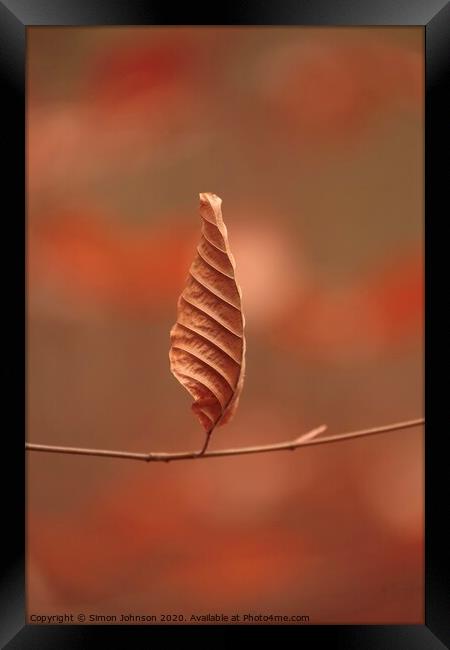 Beech leaf standing tgo attention Framed Print by Simon Johnson