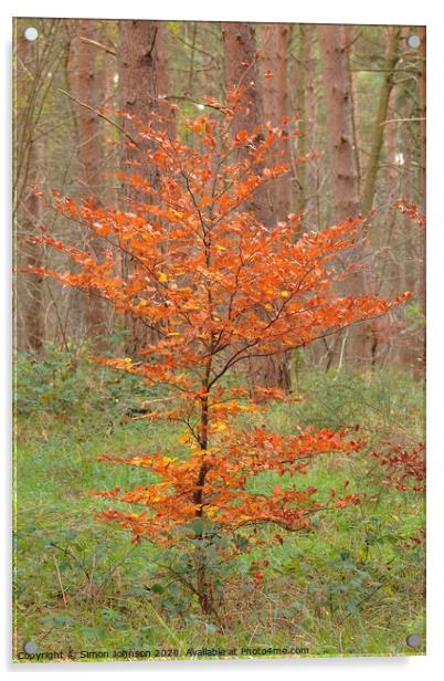 Beech tree Acrylic by Simon Johnson