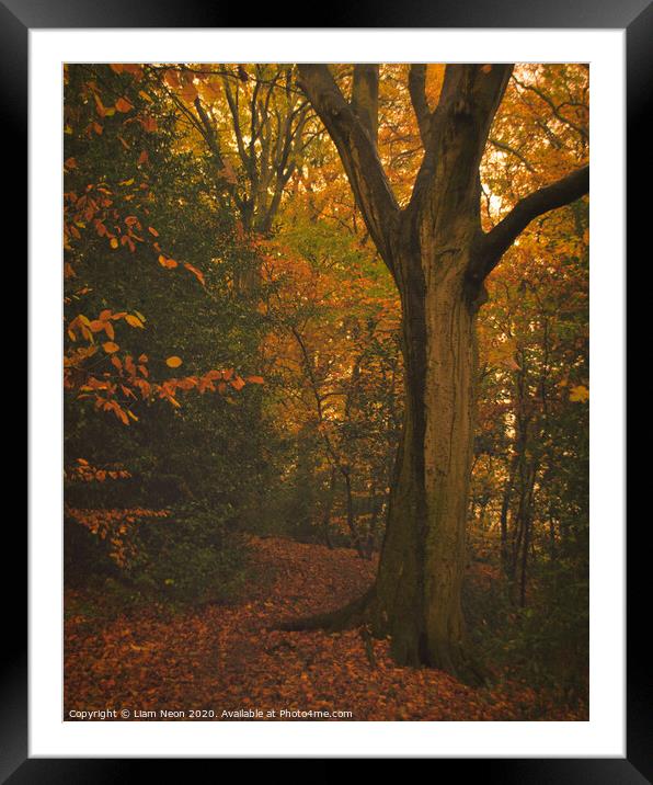 Caldy Autumn Trail Framed Mounted Print by Liam Neon