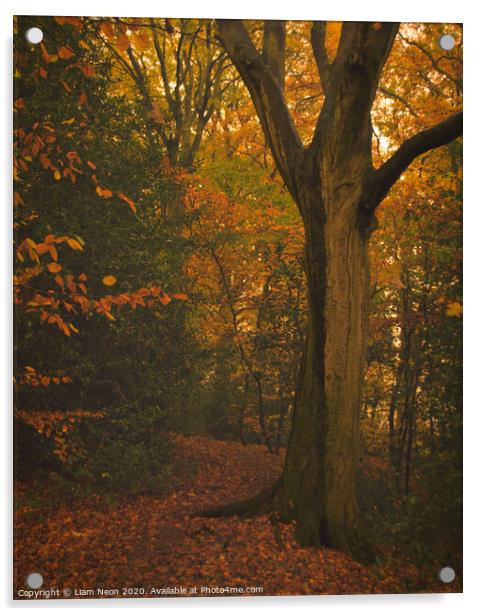 Caldy Autumn Trail Acrylic by Liam Neon