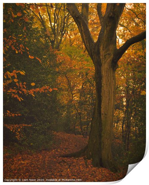Caldy Autumn Trail Print by Liam Neon