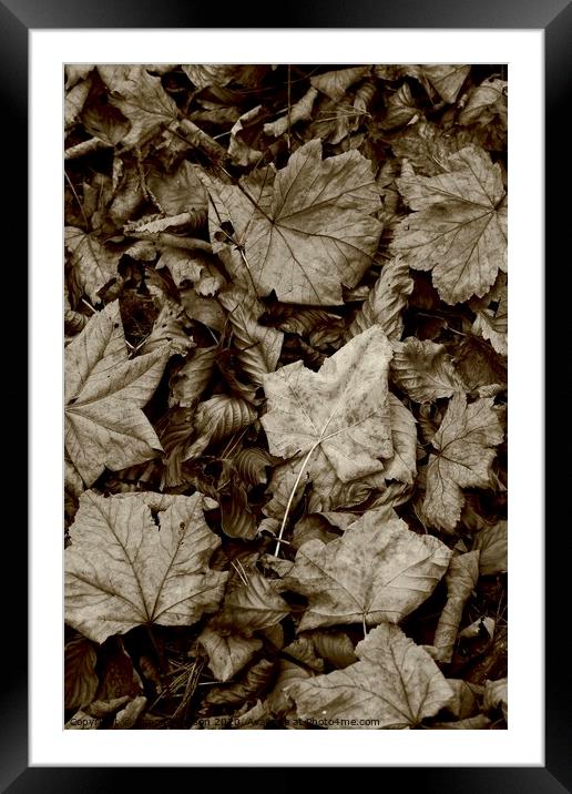 Maple and beech leaves Framed Mounted Print by Simon Johnson