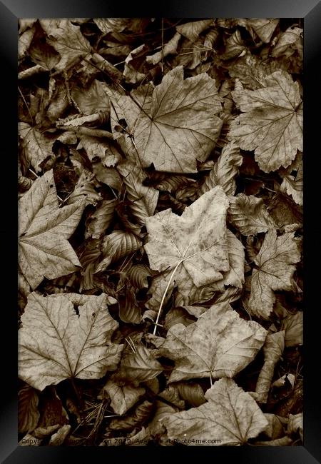 Maple and beech leaves Framed Print by Simon Johnson