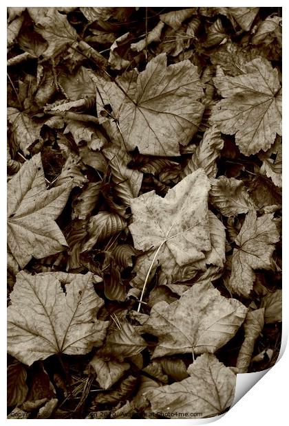 Maple and beech leaves Print by Simon Johnson