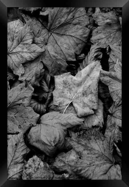 Maple leaf close up Framed Print by Simon Johnson