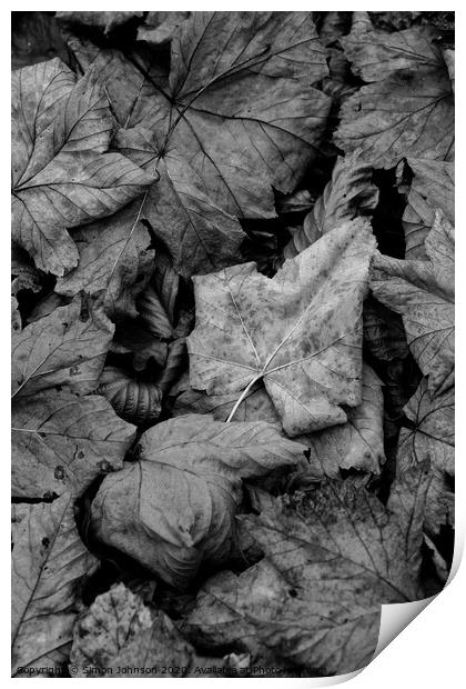 Maple leaf close up Print by Simon Johnson
