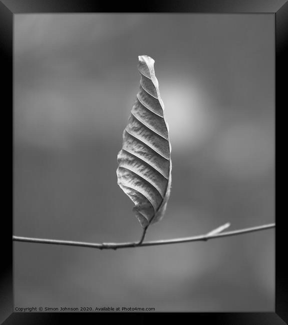 Beech leaf Framed Print by Simon Johnson