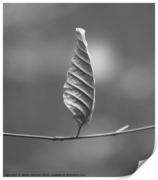 Beech leaf Print by Simon Johnson