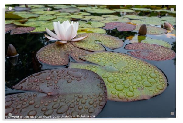 Raindrops on lily pads Acrylic by Dominic Shaw-McIver