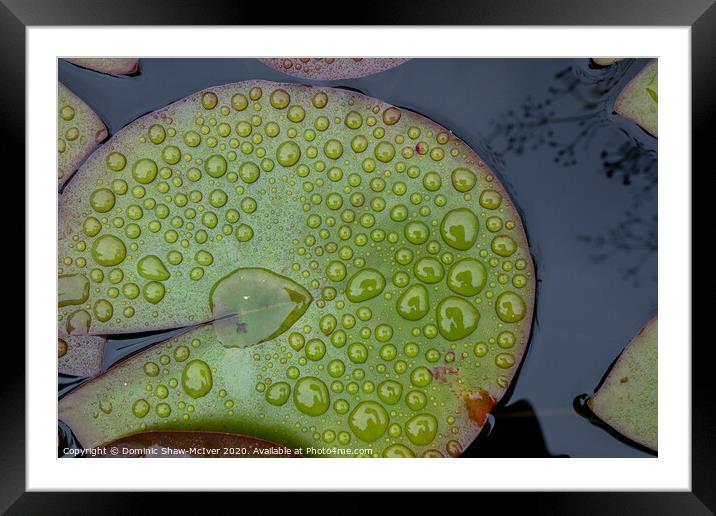 Raindrops on lily pads Framed Mounted Print by Dominic Shaw-McIver