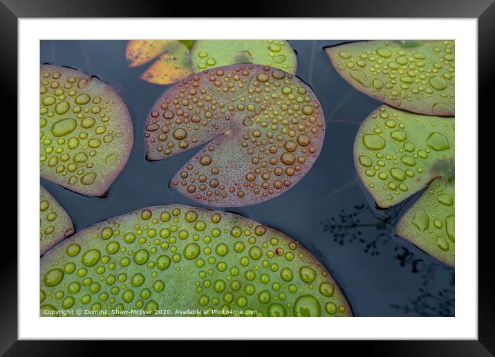 Raindrops on lily pads Framed Mounted Print by Dominic Shaw-McIver
