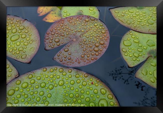 Raindrops on lily pads Framed Print by Dominic Shaw-McIver