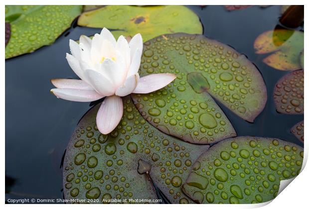 Raindrops on lily pads Print by Dominic Shaw-McIver