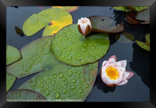 Raindrops on lily pads Framed Print by Dominic Shaw-McIver