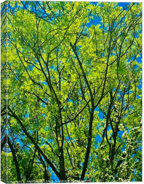 Bright Green tree against bright blue sky Canvas Print by Ailsa Darragh