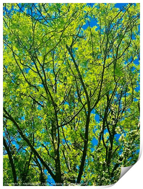 Bright Green tree against bright blue sky Print by Ailsa Darragh