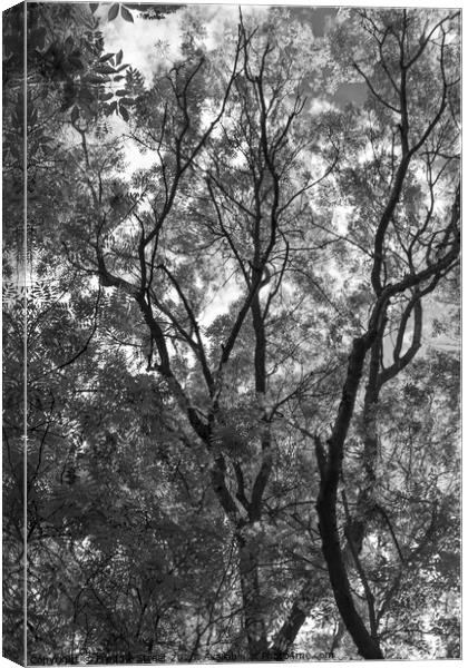 Black and White branches Canvas Print by Freddie Street