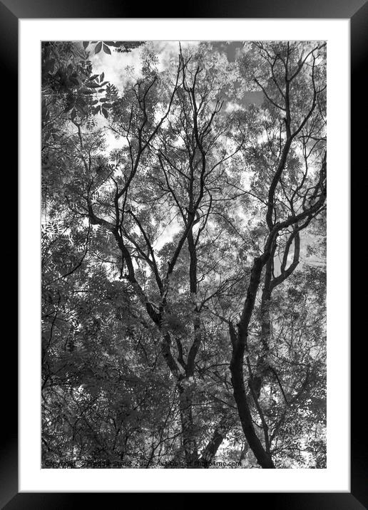 Black and White branches Framed Mounted Print by Freddie Street
