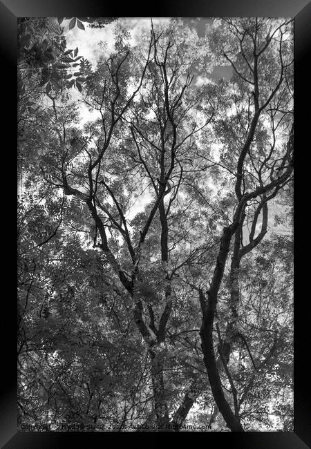 Black and White branches Framed Print by Freddie Street