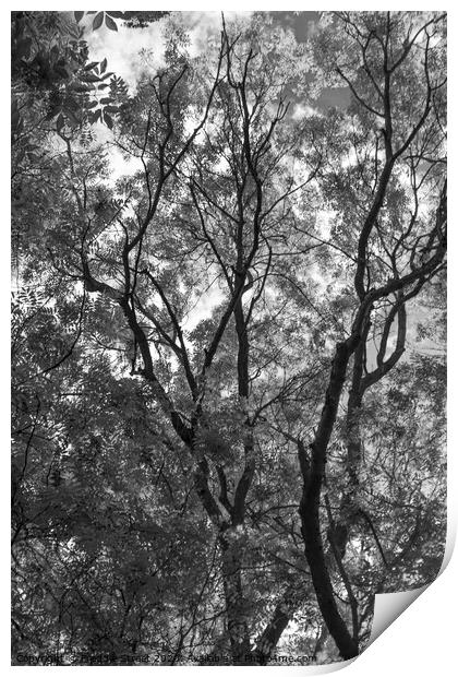 Black and White branches Print by Freddie Street