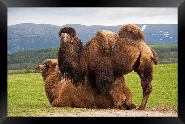 Bactrian camels Framed Print by Linda More