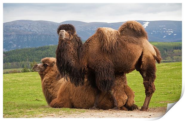 Bactrian camels Print by Linda More