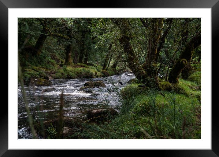 Stream through the woods Framed Mounted Print by Freddie Street