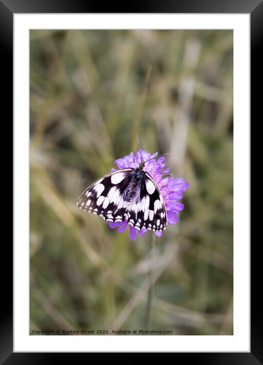 Dalmatian butterfly Framed Mounted Print by Freddie Street